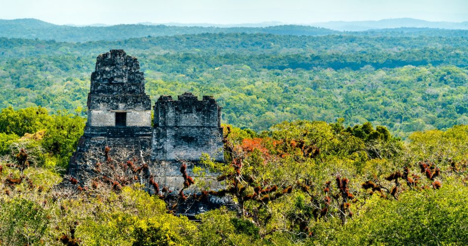 The pyramid of Tikal protruding from the rainforest below. Shutterstock.